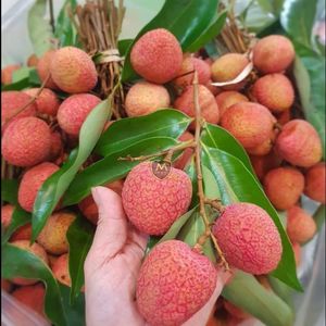 Litchis vietnamiens frais de qualité supérieure pour l'exportation, fruit tropical sucré et juteux, fournisseur en gros - Product Image 1