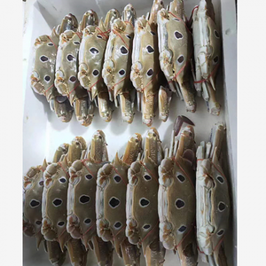 Mariscos Premium Congelados, Cangrejo Azul Entero al por Mayor - Product Image 1
