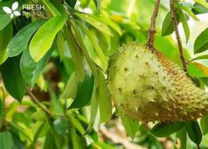 Feuilles de Graviola Séchées 100% Biologiques Pures pour Tisane et Complément Alimentaire - Product Image 5