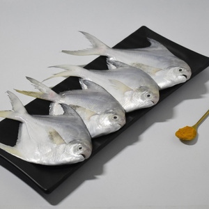Pescado Pomfret Plateado Congelado Fresco a Precio Económico, Pescado Pomfret Blanco Congelado - Product Image 1