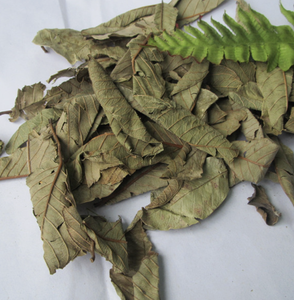 Hoja de Guayaba Seca Natural, Cosechada en Vietnam, Apta para Infusiones Concentradas y Aplicaciones Culinarias Distintivas - Product Image 3