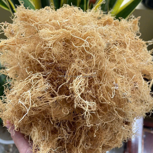 Algues Gracilaria séchées 100% pures de haute qualité pour la production d'agar - Origine Vietnam, teneur en humidité 14%, marque Kim Minh - Product Image 4