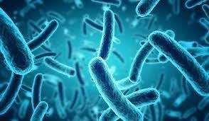 Poudre blanche de Bifidobacterium Longum de la marque IGC, 100 milliards d'UFC/g, Maharashtra, pour améliorer la digestion et réduire l'inflammation - Product Image 3