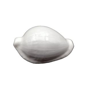 Precio de Oferta 2026: Conchas de Cauri Blancas Grandes al por Mayor, Conchas Pulidas de Vietnam para Manualidades, Joyería y Decoración del Hogar - Product Image 3
