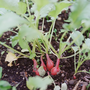 Engrais en poudre de fumier de vache écologique pour le jardinage, l'agriculture biologique, l'enrichissement du sol, compost naturel, fournisseur en vrac, exportation - Product Image 3
