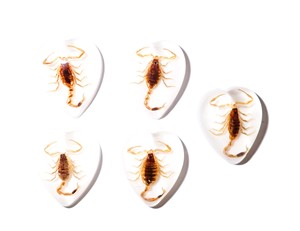 Golden Scorpion Real Specimen Plastic Cabochon Heart 17x21 mm White Flat Bottom for Crafts and Jewelry Making - Product Image 5