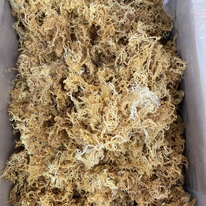 <b>Golden</b> <b>Sea</b> <b>Moss</b> Pure Natural <b>Sea</b> <b>Moss</b> Dried Fresh Whole No Chemicals Wildcrafted Sun-Dried Vegan Superfood/ Ms. Lima - Product Image 1
