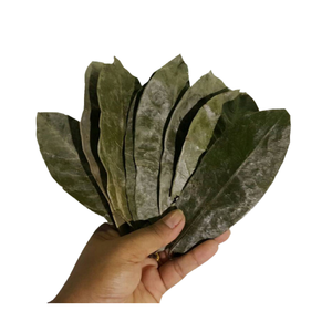 Feuilles de Graviola séchées naturelles du Vietnam-Soursop cueillies à la main et séchées au soleil pour les produits à base de plantes - Product Image 1