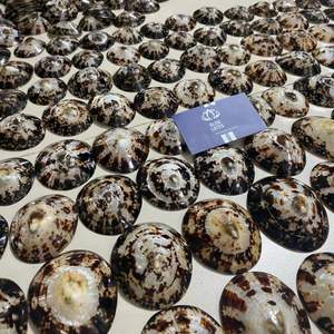 Más Vendido 2026 Copa de Lactancia de Concha de Limpet con Cubierta de Concha Marina Lisa para Protección del Pezón y Recolección de Leche - Product Image 5