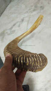 Shofar en corne de bélier de qualité supérieure, corne naturelle pour souffler le shofar à la fête de Rosh Hashanah, shofar casher de qualité supérieure, corne de bélier polie - Product Image 6