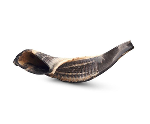 Shofar de Cuerno de Carnero Natural, Instrumento Tradicional Judío Hecho a Mano - Product Image 4