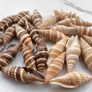 Conchas marinas naturales para decoración de acuarios, de gran calidad, limpias, en oferta al por mayor. - Product Image 1
