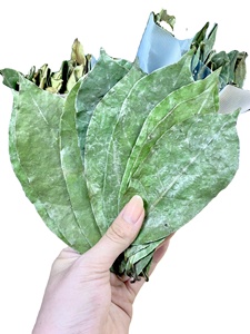 Feuilles de corossol tropical biologique cultivées naturellement et séchées au soleil pour la pureté - Product Image 6