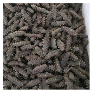 Pepino de mar seco a precio competitivo - Product Image 1