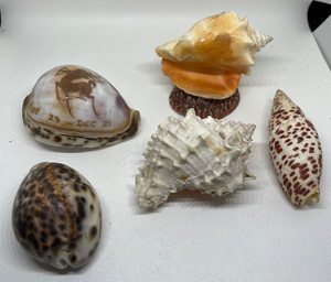 Conchas Marinas Pequeñas para Arte en Resina, Fabricación de Joyería, Suministro al por Mayor - Product Image 2