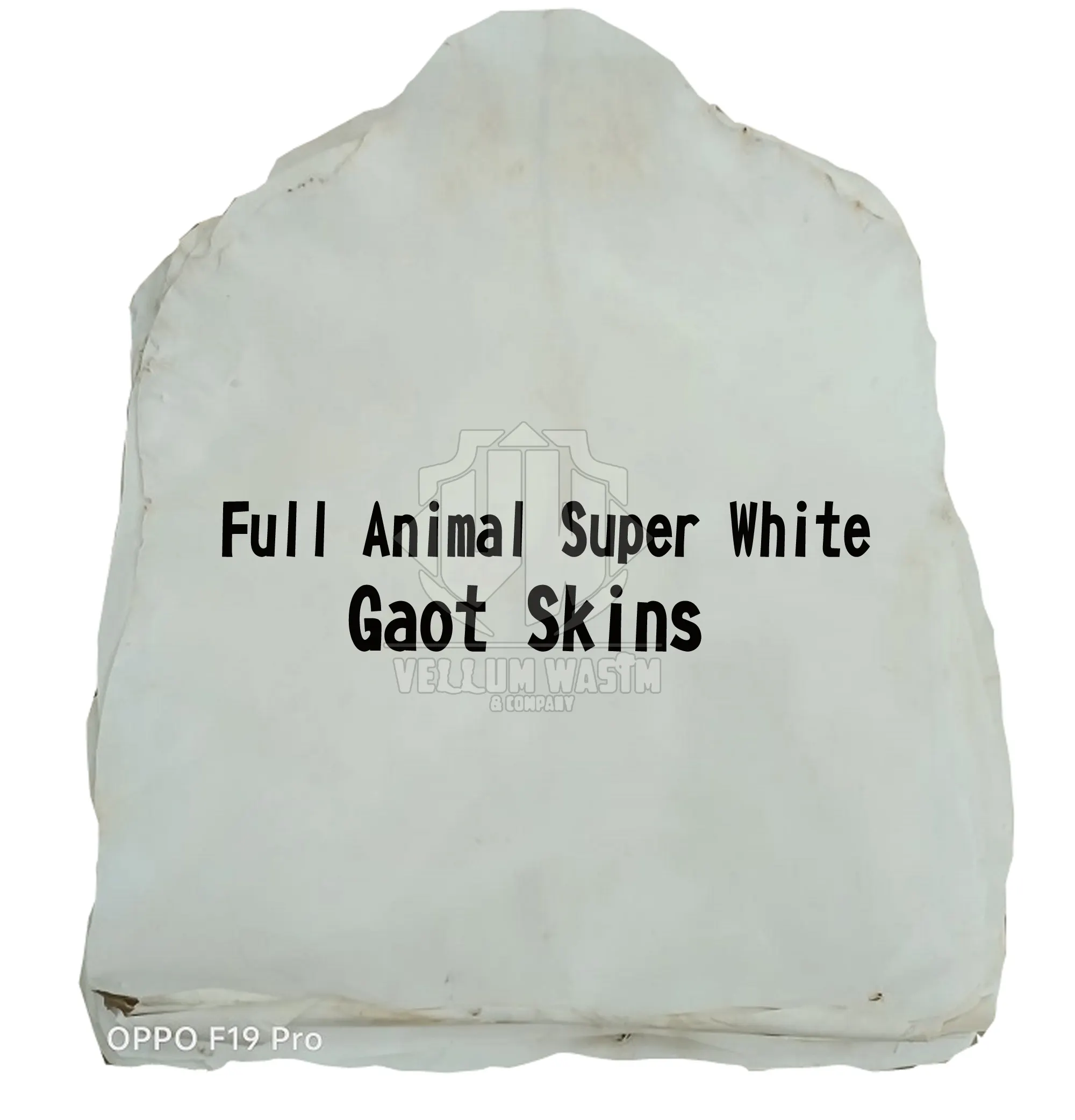 Tête de peau de chèvre en vélin VWC Super White Animal complet pour Djembes Drum Shaman Drums Bodhrans