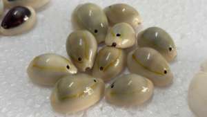 เปลือกหอยโข่งเจาะรูธรรมชาติสำหรับทำเครื่องประดับ งานฝีมือ ตกแต่ง สร้อยข้อมือ สร้อยคอ ขายส่งจำนวนมาก - Product Image 2