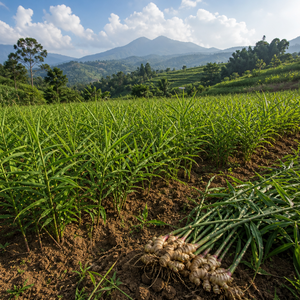 Baume au gingembre chauffant du Vietnam |   Baume à l'huile de gingembre pour les soins par temps froid - Product Image 5