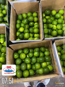 Citron vert frais sans pépins du Vietnam – Rendement élevé en jus, idéal pour la restauration - Product Image 3