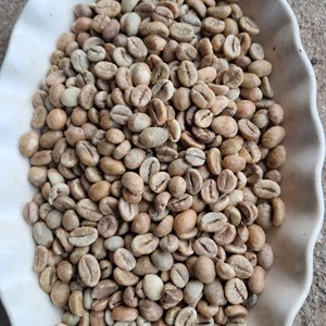 Granos de Café Verde Robusta de Vietnam de Alta Calidad, con una Pureza Superior al 90%, Nueva Cosecha, Grado AA Plus, Bolsas de PP de 60 kg - Product Image 6
