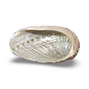 Large <b>abalone</b> <b>shells</b> for smudging competitive price natural ocean <b>shell</b> high quality seashell - Product Image 5