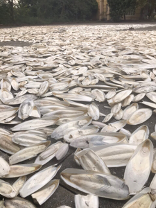 Hueso de Sepia Seco en Piezas Pequeñas de 5-10cm para Alimentación Animal, Cuidado de Mascotas, Fortificante de Calcio, Fabricante - Product Image 4