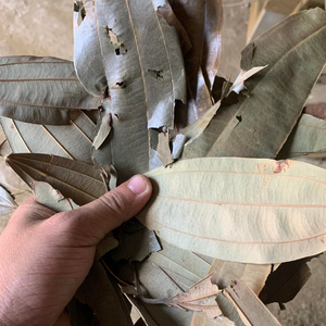 Hojas de Canela Secas de Vietnam Premium, 100% Naturales, 24 Meses de Duración, Empaque a Granel para Importadores, Mayoristas y Comerciantes Globales - Product Image 5