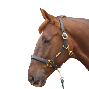 Harnais en cuir marron pour cheval avec quincaillerie dorée et plaque nominative - Product Image 6