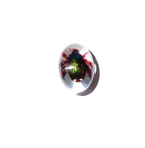 Cabochon ovale en plastique avec spécimen réel de coléoptère Golden Cockchafer, 12x18 mm, fond plat transparent, pour artisanat et fabrication de bijoux - Product Image 3