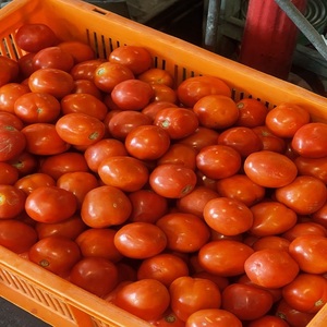 Tomates Frescos Naturales 10 kg Selección a Granel Ingrediente para la Industria Alimentaria 100% Maduros Almacenamiento en Frío y Seco Vida Útil de 2 Años - Product Image 2
