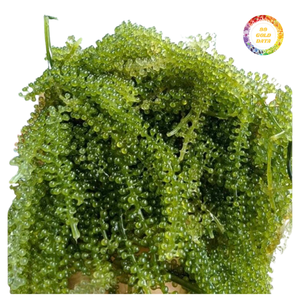 Caviar vert frais et raisins de mer pour sushi et salades - Product Image 5