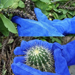 New Design Heavy Duty Garden Blue Gloves Ladies Long Thorn Prof Leather Kids Working Garden Flower Logo Rose Pruning Gloves - Product Image 3