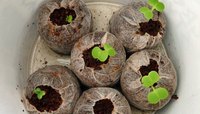 Prix le moins cher biodégradable vietnamien naturel Cocopeat Pellet Coir pour le jardinage-Coir Jiffy avec de nombreuses tailles