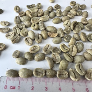 เมล็ดกาแฟอาราบิก้าสีเขียว ขนาด 13 16 18  แบบล้างสะอาด ไม่ผ่านกระบวนการคั่ว  จำหน่ายส่งออกโดยตรงสำหรับผู้ค้าส่งกาแฟ/ ANNA DO - Product Image 2