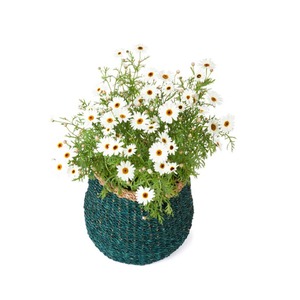 Seagrass <b>Storage</b> <b>Basket</b> and Planter Handmade <b>Storage</b> <b>Basket</b> Wholesale eco-friendly Made in Viet Nam - Product Image 3