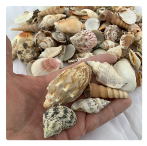 เปลือกหอยผสมของแท้สำหรับงานแต่งงานชายหาดและการตกแต่งกิจกรรม - Product Image 5