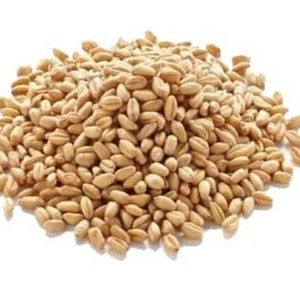 Grano de Trigo Seco de Primera Calidad a Granel / Trigo Integral de Origen Estadounidense, 24 Meses de Vida Útil, Sabor Natural, Entrega Rápida, Venta de Stock - Product Image 4