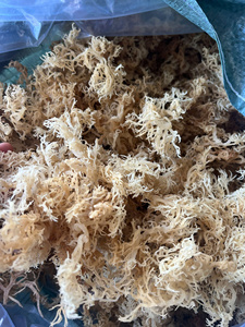 Musgo Marino Seco - Musgo Irlandés Cultivado en el Océano - Musgo Marino Dorado Orgánico Silvestre Secado al Sol Superalimento Vegano para la Piel / Ms. Lima - Product Image 1