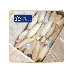 [MEJOR VENDIDO] |   Hueso de Sepia para Alimentación de Aves, Suministro para Tiendas de Mascotas y Mayoristas de Vietnam - Product Image 1