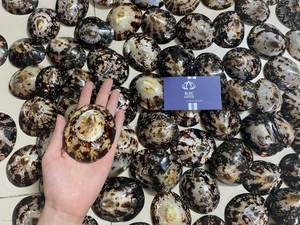 Venta al por mayor de conchas de Lapa para mujeres embarazadas que amamantan conchas de bebé hechas a mano al mejor precio-LOTO AZUL de Vietnam - Product Image 3