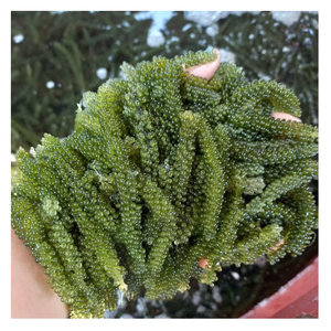 Fabricante de Uvas de Mar de Vietnam de Primera Calidad, Venta al por Mayor Directa de Fábrica con Servicio OEM para la Industria Alimentaria Global - Product Image 1