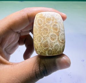 Coral Fósil Natural, Cabujón de Cristal Pulido, Gemas Minerales de Alta Calidad, Formas Mixtas, Materiales a Granel para la Fabricación de Joyería - Product Image 4