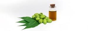 Aceite de Neem 100% Puro, Natural, Orgánico, Prensado en Frío, Extraído de Semillas, Grado Cosmético, Sin Adulterar - Product Image 3