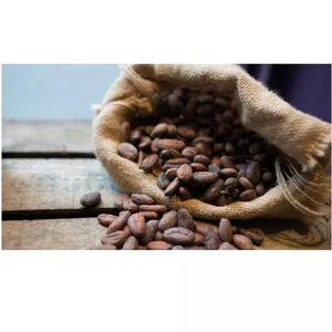 Venta al por mayor de granos de cacao de la mejor calidad a precios económicos al por mayor - Product Image 6