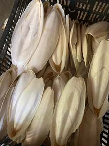 Natural Cuttlefish Bone from Vietnam for Pet Birds Parrots Budgies <b>Cage</b> Use Beak Grooming and Calcium Feed <b>Accessory</b> - Product Image 4