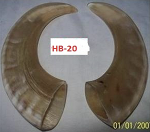 Superior Quality Natural Polished Sheep Drinking Horn Eco-Friendly Organic Material Crafts Love Theme Art Collectible Uttar - Product Image 1