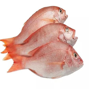 FROZEN RED SEA BREAM <b>Fish</b> Wholesale Exports Frozen Top Quality Black Seabream <b>Fish</b> Sea Bream <b>Fish</b> Individual Frozen FROZEN RED - Product Image 1