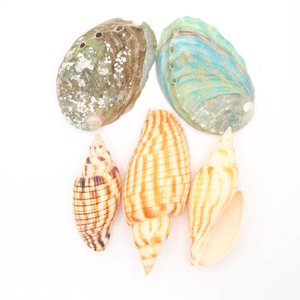 Coquillages décoratifs en vrac à thème côtier pour fêtes, coquillages naturels à prix avantageux - Product Image 2