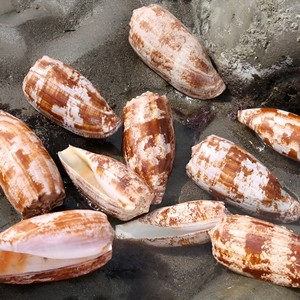 Conchas marinas naturales para decoración de acuarios de agua salada, exhibición de conchas marinas, precio competitivo. - Product Image 1