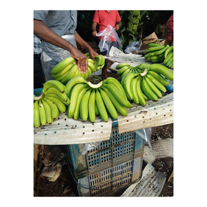 Bananes Cavendish vertes fraîches de qualité fiable pour les acheteurs en gros, les détaillants et les besoins de transformation alimentaire - Product Image 6